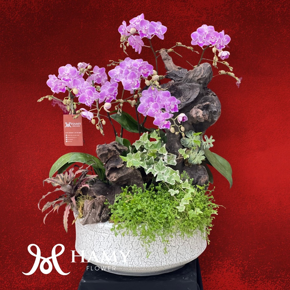 Hoa Lan Hồ Điệp