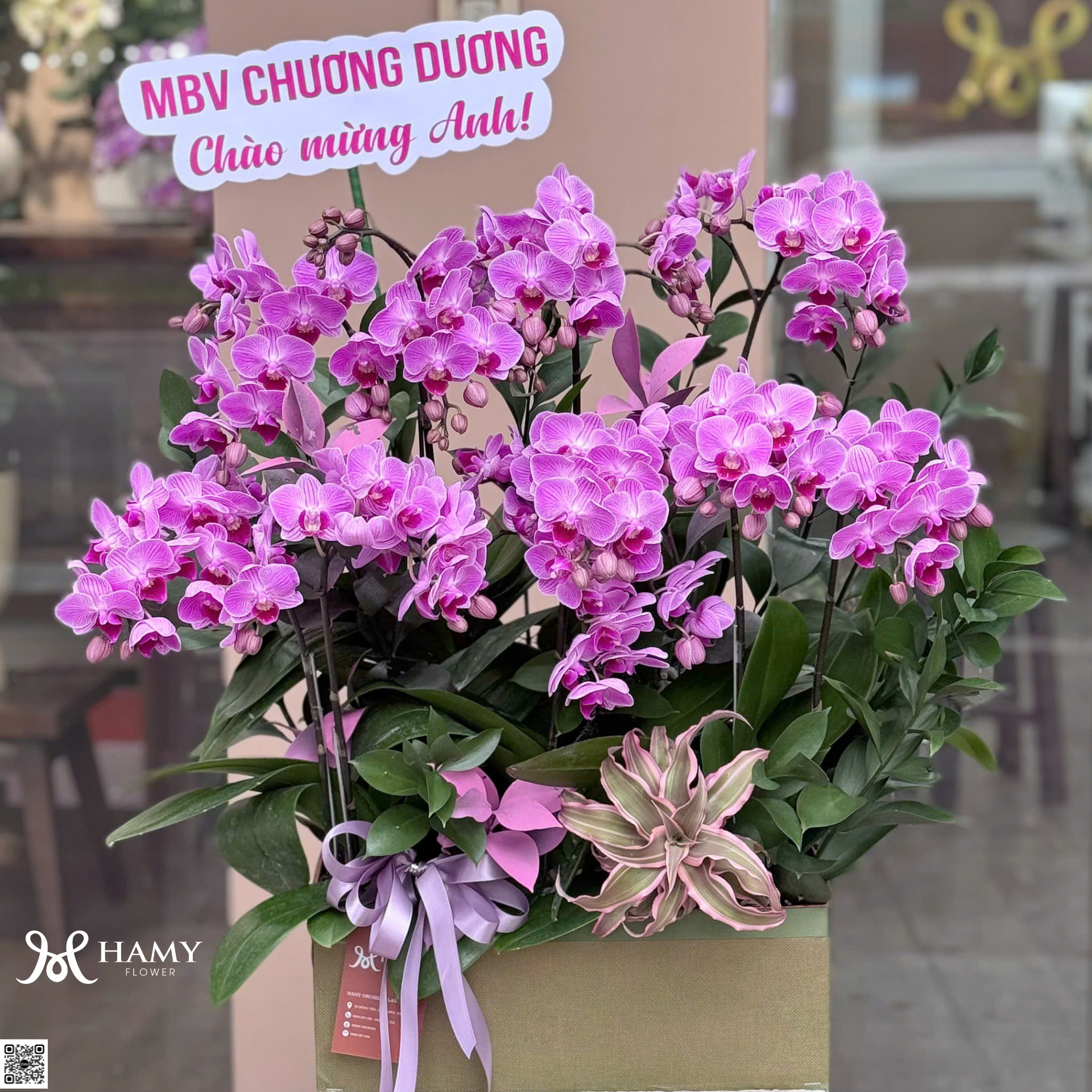 Chậu lan hồ điệp mini tím tặng sinh nhật Sếp