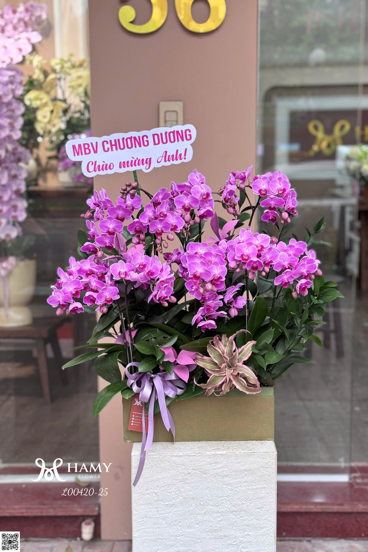 Chậu lan hồ điệp mini tím tặng sinh nhật Sếp